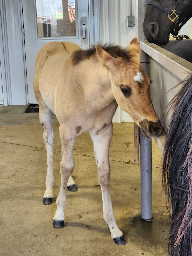 Fallon County Veterinary Services image