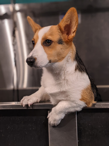 Pet Supply Store «Crossroads Pets», reviews and photos, 707 Monroe St, Nashville, TN 37208, USA