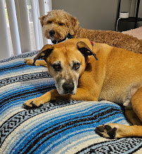 Mermaid & Bear Pet Concierge - Photo 1 - Car repair in , Port St. Lucie