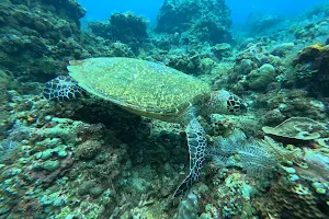 Bali Reef Divers - Amed image