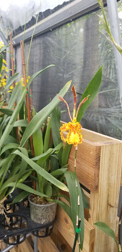 Landscape Designer «Santa Barbara Nursery», reviews and photos, 20425 SW 177th Ave, Miami, FL 33187, USA