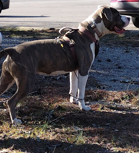 Pet Supply Store «PetSmart», reviews and photos, 5890 Trussville Crossings Pkwy, Birmingham, AL 35235, USA