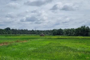 Paddy field view point image