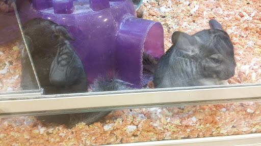 Pet Supply Store «PetSmart», reviews and photos, 7730 S Cicero Ave, Burbank, IL 60459, USA