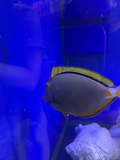 Tropical Fish Store «House of Fins», reviews and photos, 99 Bruce Park Ave, Greenwich, CT 06830, USA