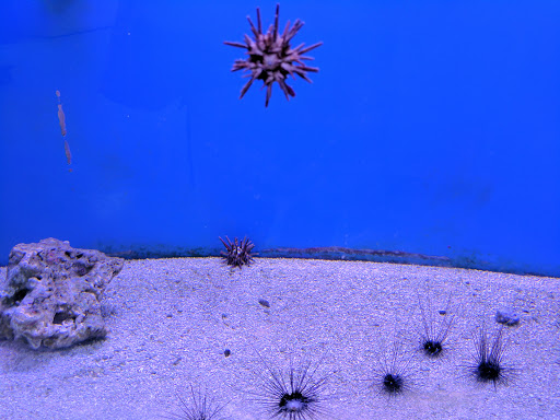 Tropical Fish Store «Aquatouch», reviews and photos, 12040 N 32nd St, Phoenix, AZ 85028, USA