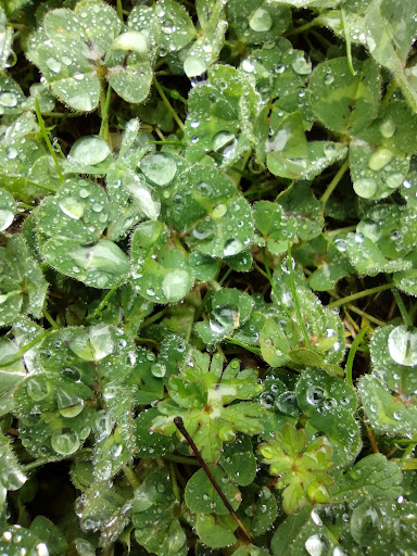 Golf Course «Oakway Golf Course», reviews and photos, 2000 Cal Young Rd, Eugene, OR 97401, USA