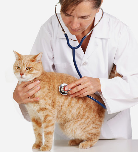 Bristol Veterinary Hospital image