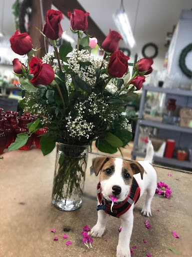 Florist «City Line Florist», reviews and photos, 2978 Nichols Ave, Trumbull, CT 06611, USA