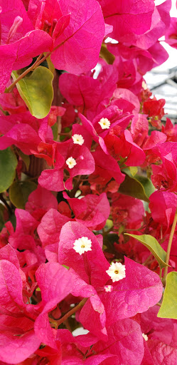 Home Improvement Store «The Home Depot», reviews and photos, 25650 N Lake Pleasant Pkwy, Peoria, AZ 85383, USA