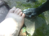 Living Harmony Pet Sitting - Photo 6 - Car repair in , Asheville