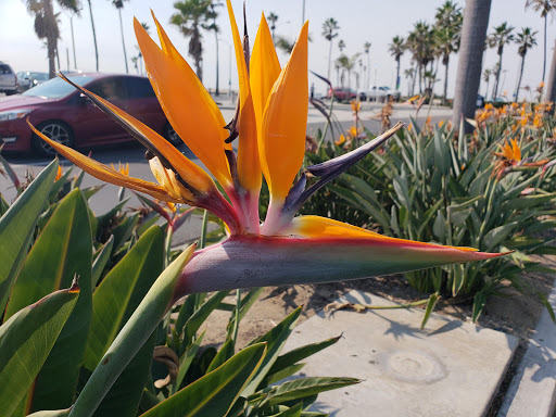 Balboa Inn image