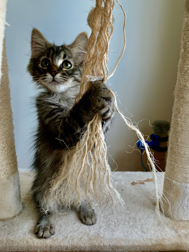 Pet Supply Store «PetSmart», reviews and photos, 15331 Montanus Dr, Culpeper, VA 22701, USA