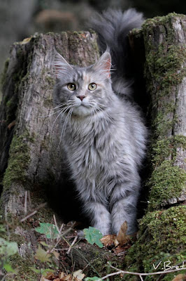 Chatterie de la Hutte aux coons : Maine coon à Loché-sur-Indrois