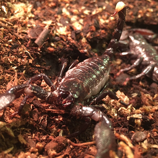 Pet Store «The Pet Works», reviews and photos, 407 4th Ave E, Olympia, WA 98501, USA