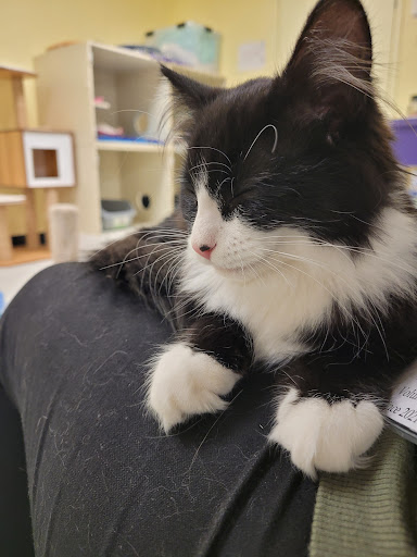 Pet Supply Store «Petco Animal Supplies», reviews and photos, 8775 SW Tualatin-Sherwood Rd, Tualatin, OR 97062, USA