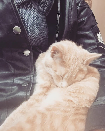 Pet Supply Store «Pet Supplies Plus», reviews and photos, 955 Co Rd E East #100, Vadnais Heights, MN 55127, USA