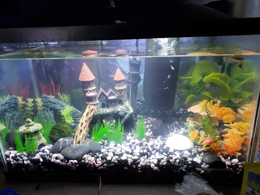 Pet Supply Store «Petco Animal Supplies», reviews and photos, 6280 S Westnedge Ave, Portage, MI 49002, USA