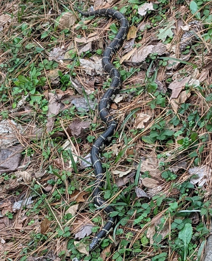 Recreation Center «Gresham Park Recreation Center», reviews and photos, 3113 Gresham Rd S E, Atlanta, GA 30316, USA