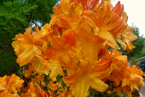 Park «Rood Bridge Park», reviews and photos, 4000 SE Rood Bridge Rd, Hillsboro, OR 97123, USA