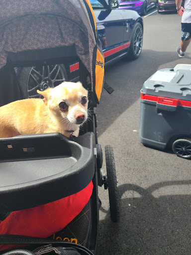 Used Car Dealer «Fellah Auto Group», reviews and photos, 1501 Cottman Ave, Philadelphia, PA 19111, USA