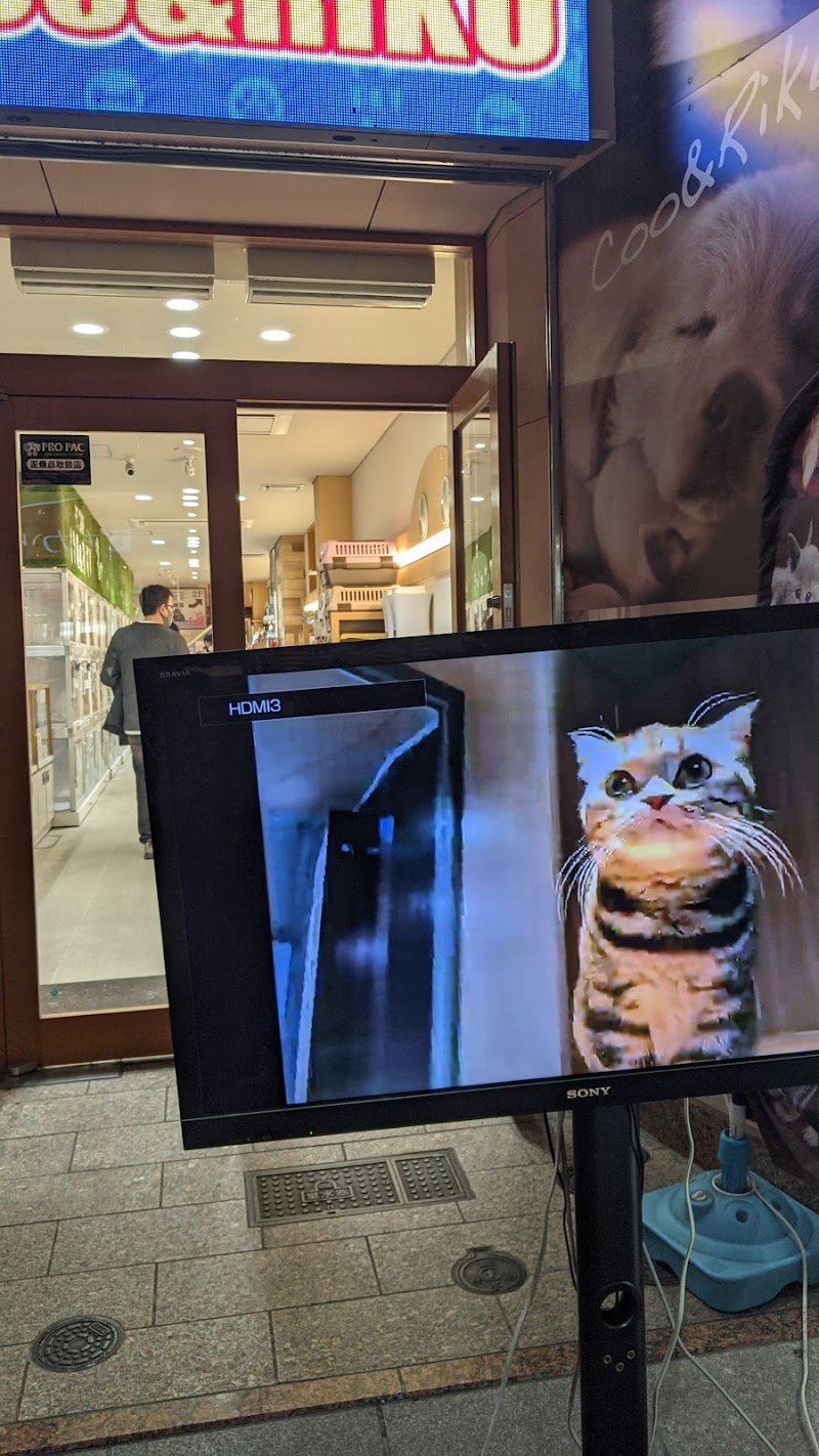 猫カフェ 猫喫茶 空陸家 広島本通店 広島県広島市中区紙屋町 カフェ 喫茶 カフェ グルコミ