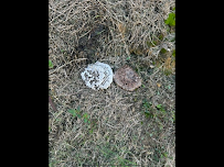 Charlotte Exterminating inc - Photo 7 - Car repair in Charlotte, NC, Charlotte