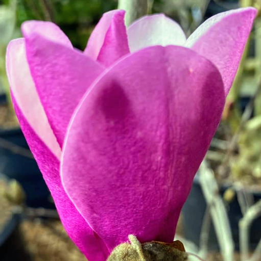 Plant Nursery «A Growing Concern Garden Center», reviews and photos, 1707 Spartanburg Hwy, Hendersonville, NC 28792, USA