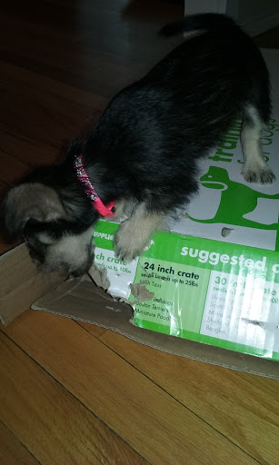 Pet Supply Store «Pet Supplies Plus», reviews and photos, 254 S Illinois Ave, Oak Ridge, TN 37830, USA