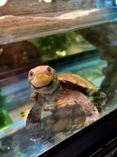 Pet Store «Exotic Pets», reviews and photos, 2410 N Decatur Blvd #160, Las Vegas, NV 89108, USA