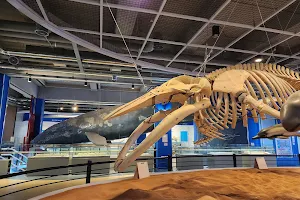Jangsaengpo Whale Museum, Ulsan image