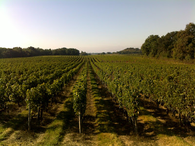 SCEA Des Vignobles Chevalier Et Fils à Villegouge