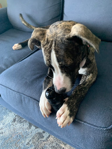 Pet Supply Store «Pet Supermarket», reviews and photos, 11160 Panama City Beach Pkwy #402, Panama City Beach, FL 32407, USA