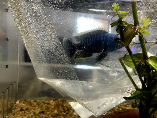 Tropical Fish Store «Aqua Mart Aquariums», reviews and photos, 1620 S Washington Ave, Titusville, FL 32780, USA