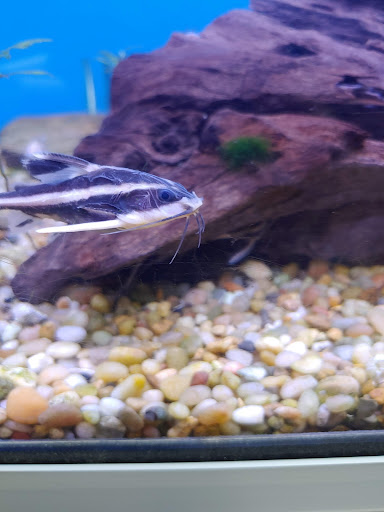 Tropical Fish Store «Richmond Aquarium», reviews and photos, 3645 Speeks Dr, Midlothian, VA 23112, USA