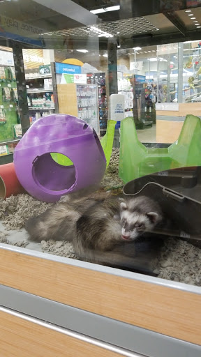 Pet Supply Store «Petco Animal Supplies», reviews and photos, 816 Washington St, Middletown, CT 06457, USA
