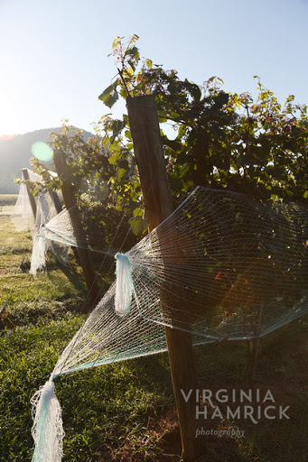 Winery «Glass House Winery», reviews and photos, 5898 Free Union Rd, Free Union, VA 22940, USA