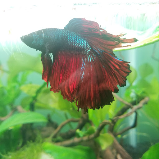 Pet Store «Fish R Us», reviews and photos, 10855 TX-242, Conroe, TX 77385, USA