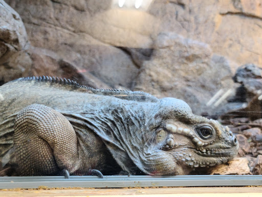 Zoo «The Reptile Zoo», reviews and photos, 18818 Brookhurst St, Fountain Valley, CA 92708, USA