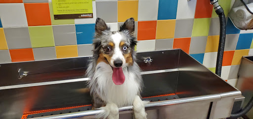 Pet Supply Store «Petco Animal Supplies», reviews and photos, 8809 Lakeview Pkwy #116, Rowlett, TX 75088, USA