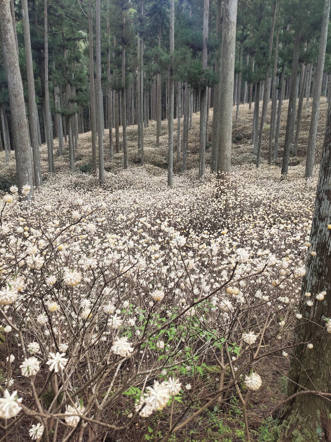 ミツマタ群生地