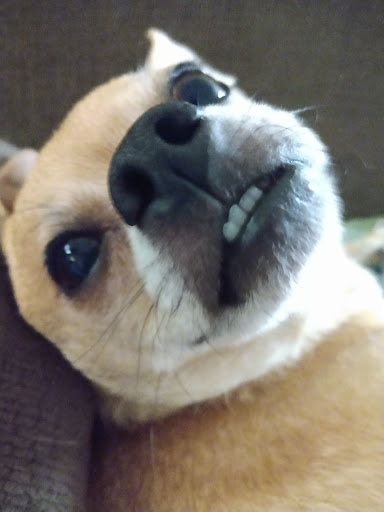 Pet Supply Store «Pet Supplies Plus», reviews and photos, 1937 FL-60, Valrico, FL 33594, USA