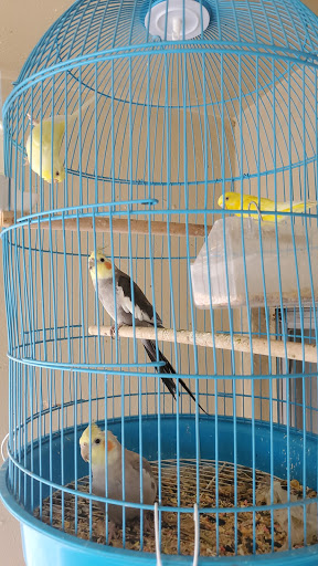 Pet Store «El Palomar Pet Shop Inc», reviews and photos, 4712 W Flagler St, Coral Gables, FL 33134, USA