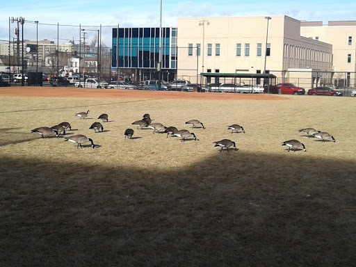 Park «Lawson Park», reviews and photos, 2301 Welton St, Denver, CO 80205, USA