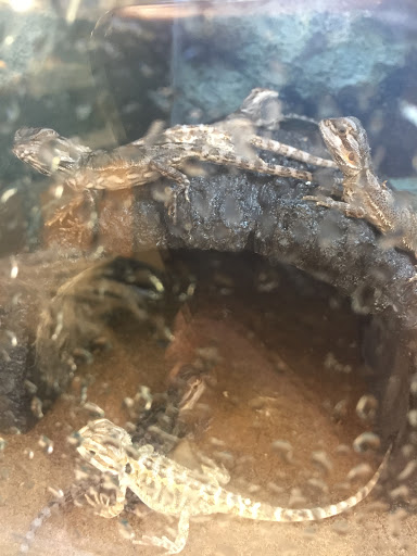 Pet Supply Store «Petco Animal Supplies», reviews and photos, 1320 E Lincoln Way p101, Sparks, NV 89434, USA