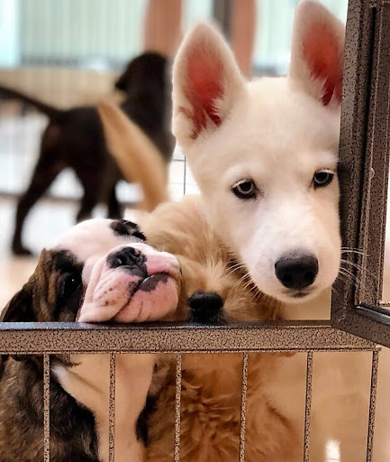 Pet Store «Puppies N Love», reviews and photos, 7700 W Arrowhead Towne Center, Glendale, AZ 85308, USA