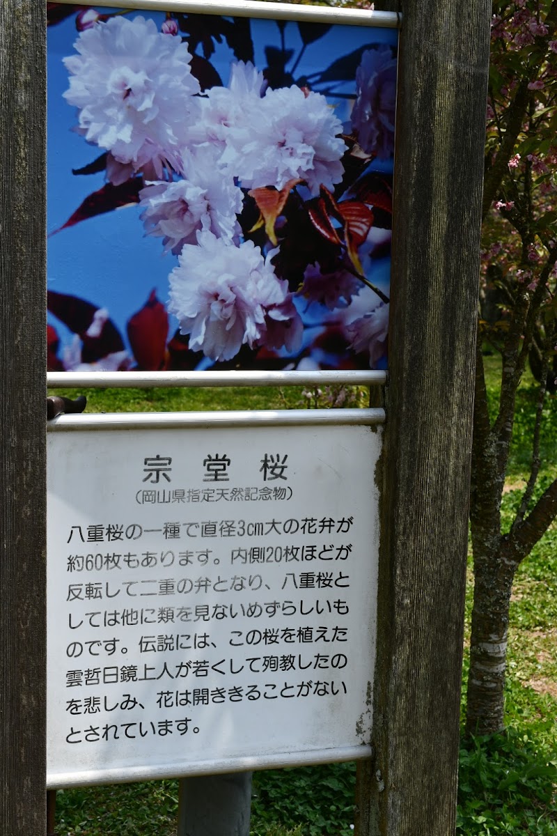 妙泉寺跡（宗堂桜）