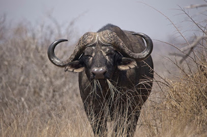 Black Horn Safaris