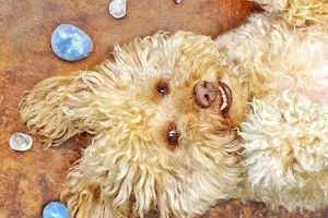 Bubbles & Barks Reiki dog Grooming Spa image