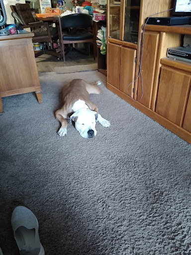 Pet Supply Store «PetSmart», reviews and photos, 13923 Cedar Rd, South Euclid, OH 44118, USA